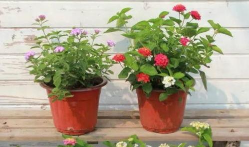 西安村长爆料视频最新版,事件真相与背后故事  第3张